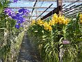 Chiang Mai P0021 Orchidees Sai Nam Phung